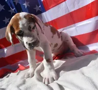 Lavender Collar, a female Great Dane for sale in Alvarado, TX – 2 of 7