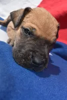 Brown Collar, a male Great Dane for sale in Alvarado, TX – 2 of 5