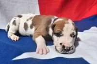 Lavender, a female Great Dane for sale in Alvarado, TX – 3 of 5