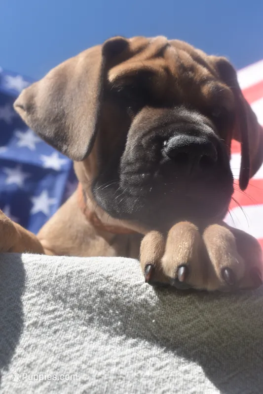 Brown Collar – Great Dane puppy for sale in Alvarado, TX