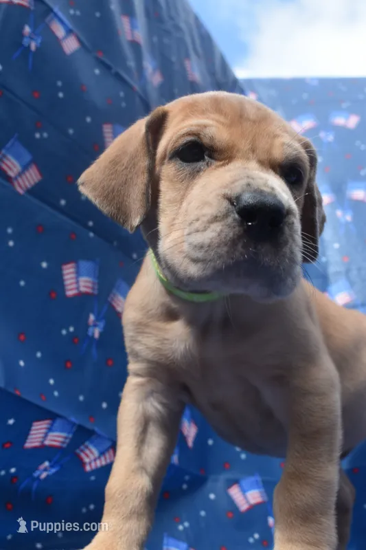 Lime Green – Great Dane puppy for sale in Alvarado, TX