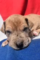 Green Collar, a male Great Dane for sale in Alvarado, TX – 3 of 5