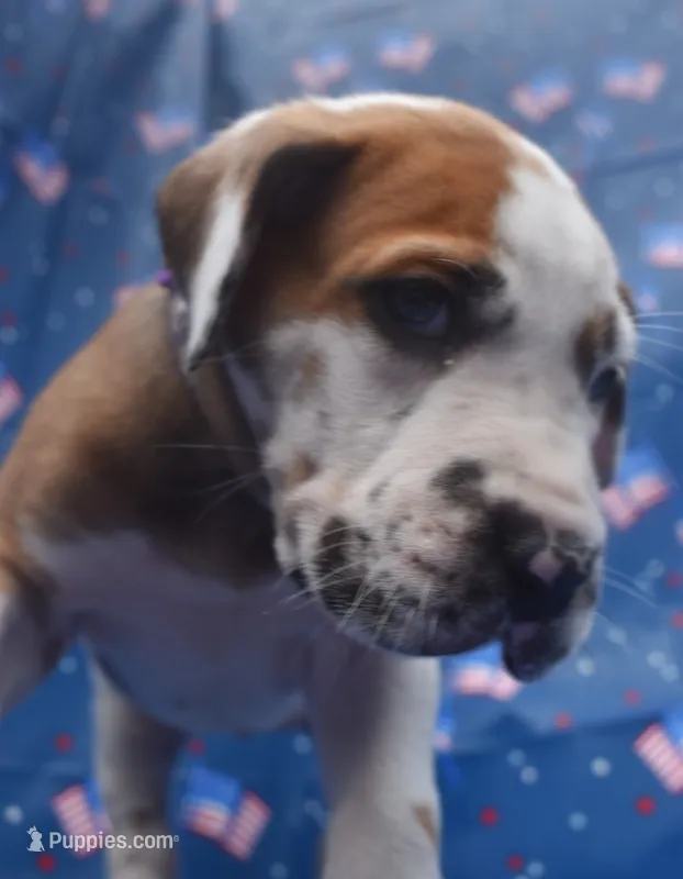 Lavender – Great Dane puppy for sale in Alvarado, TX