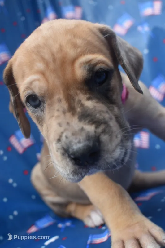 Hot Pink Collar – Great Dane puppy for sale in Alvarado, TX
