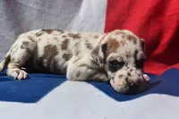 Red Collar, a male Great Dane for sale in Alvarado, TX – 3 of 5