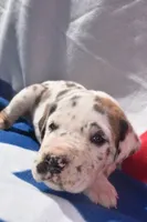 Black Collar, a male Great Dane for sale in Alvarado, TX – 3 of 5