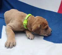 Lime Green, a female Great Dane for sale in Alvarado, TX – 3 of 5