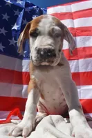 Lavender Collar, a female Great Dane for sale in Alvarado, TX – 5 of 7