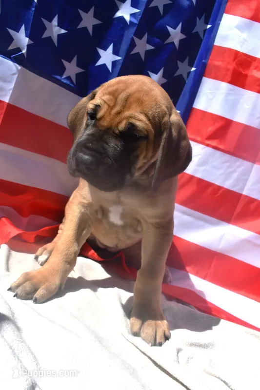 Light Blue Collar – Great Dane puppy for sale in Alvarado, TX