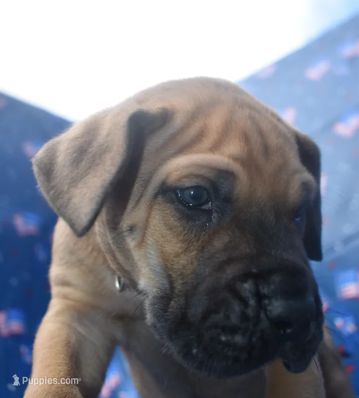 Brown Collar – Great Dane puppy for sale in Alvarado, TX