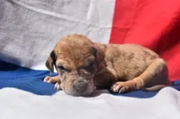 Hot Pink Collar, a female Great Dane for sale in Alvarado, TX – 2 of 5