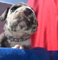 Purple Collar , a male Great Dane for sale in Alvarado, TX – 3 of 5