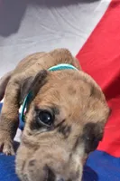 Turquoise Collar, a female Great Dane for sale in Alvarado, TX – 3 of 5