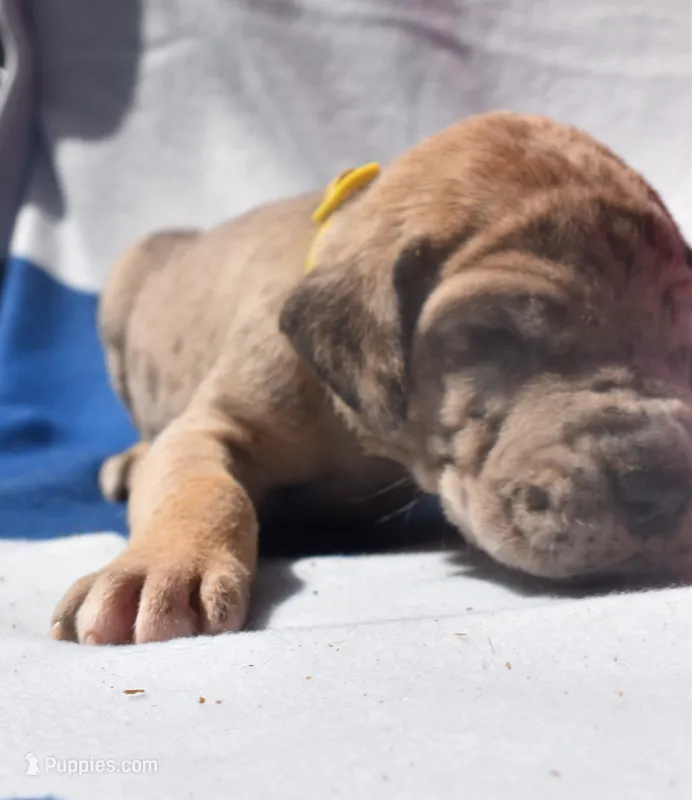 Yellow Collar – Great Dane puppy for sale in Alvarado, TX