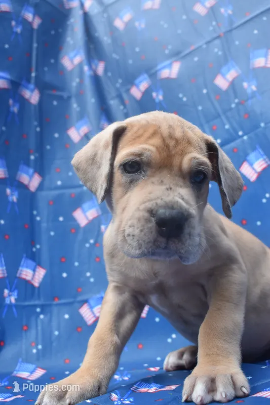 Green Collar – Great Dane puppy for sale in Alvarado, TX