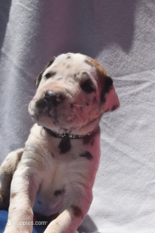 Black Collar – Great Dane puppy for sale in Alvarado, TX