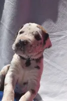 Black Collar, a male Great Dane for sale in Alvarado, TX – 1 of 5