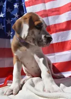 Lavender Collar, a female Great Dane for sale in Alvarado, TX – 1 of 7