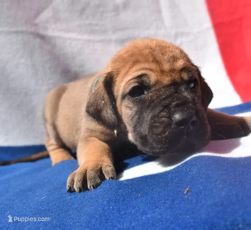 Light Blue Collar – Great Dane puppy for sale in Alvarado, TX