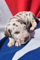 Black Collar, a male Great Dane for sale in Alvarado, TX – 2 of 5