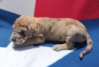 Yellow Collar, a male Great Dane for sale in Alvarado, TX – 3 of 5