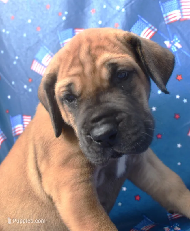 Light Blue Collar – Great Dane puppy for sale in Alvarado, TX