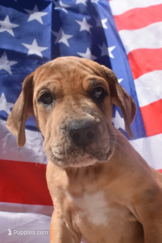 Hot Pink Collar – Great Dane puppy for sale in Alvarado, TX