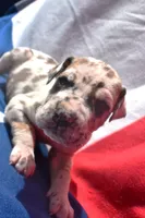 Red Collar, a male Great Dane for sale in Alvarado, TX – 2 of 5