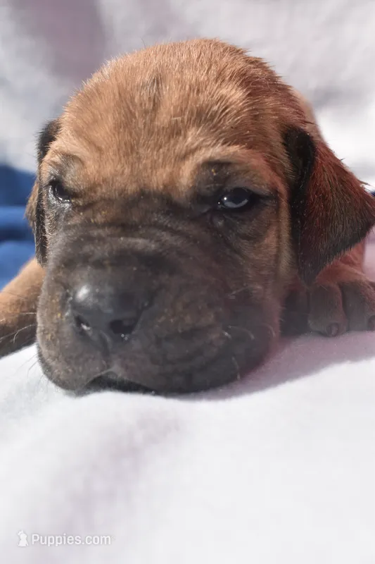 Blue Collar – Great Dane puppy for sale in Alvarado, TX