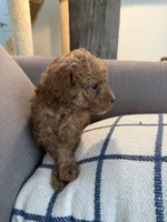 Amber, a female Goldendoodle for sale in Taos, NM – 3 of 10
