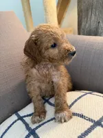 Lilly, a female Goldendoodle for sale in Taos, NM – 10 of 10