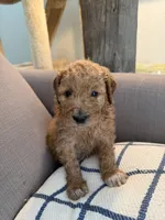 Lilly, a female Goldendoodle for sale in Taos, NM – 7 of 10