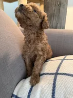 Amber, a female Goldendoodle for sale in Taos, NM – 5 of 10