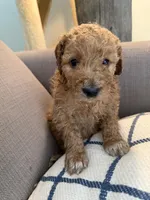Lilly, a female Goldendoodle for sale in Taos, NM – 3 of 10