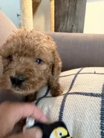 Amber, a female Goldendoodle for sale in Taos, NM – 9 of 10