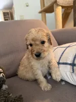 Teddy, a male Goldendoodle for sale in Taos, NM – 2 of 6