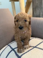Lilly, a female Goldendoodle for sale in Taos, NM – 2 of 10