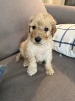 Teddy, a male Goldendoodle for sale in Taos, NM – 3 of 6