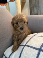 Amber, a female Goldendoodle for sale in Taos, NM – 10 of 10