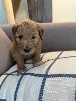 Lilly, a female Goldendoodle for sale in Taos, NM – 4 of 10