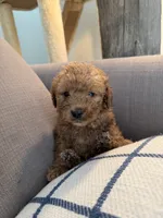 Amber, a female Goldendoodle for sale in Taos, NM – 6 of 10