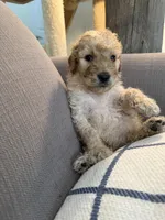 Teddy, a male Goldendoodle for sale in Taos, NM – 5 of 6