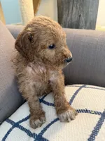 Lilly, a female Goldendoodle for sale in Taos, NM – 6 of 10