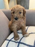 Lilly, a female Goldendoodle for sale in Taos, NM – 5 of 10