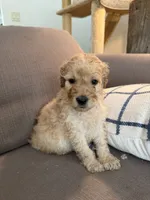 Teddy, a male Goldendoodle for sale in Taos, NM – 4 of 6