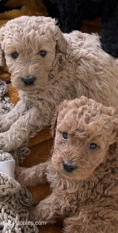 Amber – Goldendoodle puppy for sale in Taos, NM