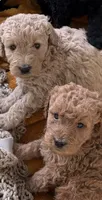 Amber, a female Goldendoodle for sale in Taos, NM – 1 of 10