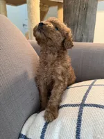 Amber, a female Goldendoodle for sale in Taos, NM – 4 of 10