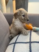 Teddy, a male Goldendoodle for sale in Taos, NM – 6 of 6