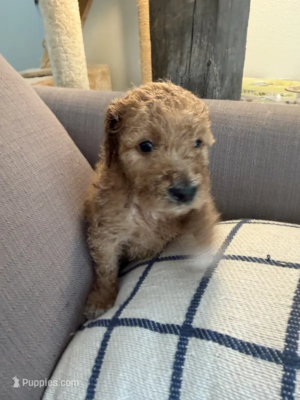 Lilly – Goldendoodle puppy for sale in Taos, NM